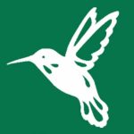 Colibri blanc ouvrant les ailes sur fond vert